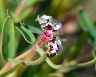 Chamaesyce capitellata, Head Sandmat